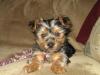 Pics from Puppy Owner-mattingly-3.jpg