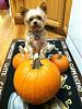Roxie loves the pumpkins!-roxie-pumpkin-11.jpg