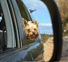 Yorkies on the open range-img_7899.jpg