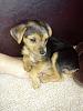 Yorkie mix -- What is it's other part?-puppy.jpg