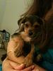 Yorkie mix -- What is it's other part?-teddy.jpg
