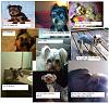 How much has your furbaby changed?-troy-collage.jpg