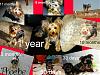 How much has your furbaby changed?-kolaz.jpg