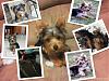 How much has your furbaby changed?-max-collage-2.jpg