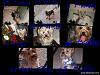 How much has your furbaby changed?-7001f023-7cc5-47f9-8cfb-98a2d4b2c3ddwallpaper.jpg