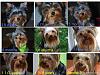 How much has your furbaby changed?-collage-deuce-sm.jpg