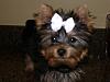 Molly's Top Knot with Bow-p1010276.jpg