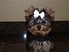 Molly's Top Knot with Bow-p1010281.jpg