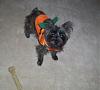 Gabby's a Pumpkin! =)-jack-o-lantern-0041.jpg