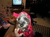 Halloween fur babies-024.jpg