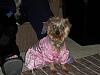 Molly as a princess for Halloween-003.jpg