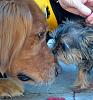 Small but brave... Lilo Makes new Friends-lilo-53.jpg