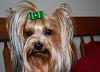 Gettin' ready for christmas-bailee-picture-1-yt.jpg