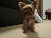 Chocolate yorkie Need help with Name-302540_10100635991784212_5101249_59459167_62885815_n.jpg