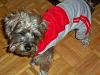 New jogging suits for my fur babies-005.jpg