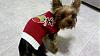 Sophie in her new Christmas sweater from Wal-Mart-298703_858646383996_39510384_38318059_1641067481_n.jpg