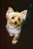 Puppy Cut-6225040-r1-042-19a.jpg