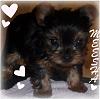 Iintroducing my yorkie Meesha-meeshanov25.jpg