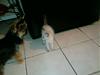 Tashi (Old and New)-kittie.jpg