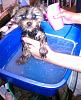 Bentley's First Bath! :)-bentleybath2.jpg