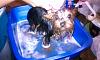 Bentley's First Bath! :)-dolcebathafterbentley.jpg