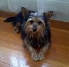 Chloe the Yorkie-Pom-chloe1.jpg