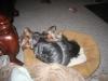 Yorkie's Make Soft Pillows Too!!-ransom-schatzie-napping.jpg