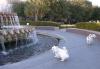 Charleston fun...with Sully!-charlestonwesties.jpg