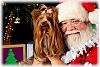 Seymour's pics with Santa!-jennifer-munson-photography-5587.jpg