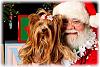 Seymour's pics with Santa!-jennifer-munson-photography-5591.jpg