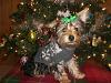 Macy is ready for Christmas!-cimg1501-1.jpg