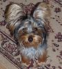 Introducing Sonic my yorkie-sonic6monthsold-copy.jpg