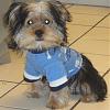 Hachi My Yorkie-dsc03277.jpg