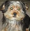 Hachi My Yorkie-dsc03188.jpg