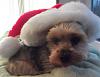 Merry Christmas to you all!-leroy-hat-2.jpg