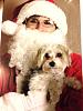 Roxy's first christmas Santa photo!!-photo.jpg