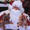 Post Pictures With Santa-yorkie-christmas-square-2011.jpg
