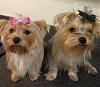 Meet Brody and Mia-brody-mia_c_800x696-00140.jpg