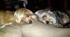 Meet Brody and Mia-brody-mia_c_800x424-00189.jpg