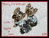 New with Polka Dotty Penguin Sweeties!-christmas-resized.jpg