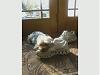 Rocco loves doggy daycare, BUT...-rocco-sneaker-nap.jpg