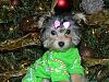Lucy wearing her new Christmas PJ's-lucy-pjs-010.jpg