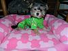 Lucy wearing her new Christmas PJ's-lucy-pjs-002.jpg