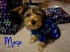 Lucy wearing her new Christmas PJ's-macy-jammies.jpg