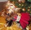 Merry Christmas-x-mas-11-plaid-2.jpg