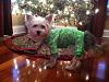 Holly in her Christmas PJ's-holly-christmas-pjs.jpg