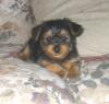One of pups-puppy-7-wks-old.jpg
