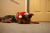 My yorkie's first xmas-img_0299.jpg