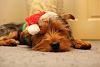 My yorkie's first xmas-img_0302.jpg