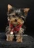 Lilo & Leos Holiday Studio pics. Too cute!-leoportrait.jpg